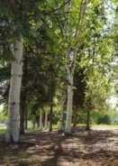 The Solutrean (2017)