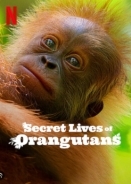 Secret Lives of Orangutans / Η Κρυφή Ζωή των Ουρακοτάγκων (2024)
