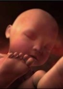 Programmed to be fat (2013)