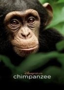 Chimpanzee 2012