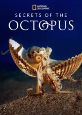 Μυστικά των Χταποδιών / Secrets of the Octopus (2024)