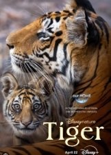 Tigers on the Rise (2024)