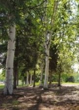 The Solutrean (2017)