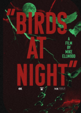 Birds at Night (2024)