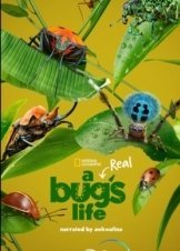 A Real Bug's Life / Ζουζούνια από Κοντά (2024)
