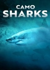 Camo Sharks (2022)