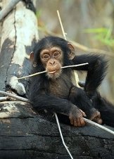 The Secret Lives of Animals / Η Μυστική Ζωή των Ζώων (2024)