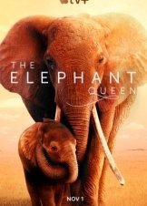 The Elephant Queen (2019)