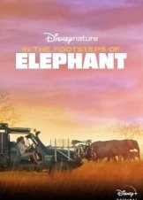 In the Footsteps of Elephant (2020)