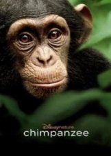 Chimpanzee 2012