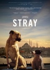 Stray (2020)