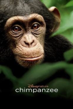 Chimpanzee 2012