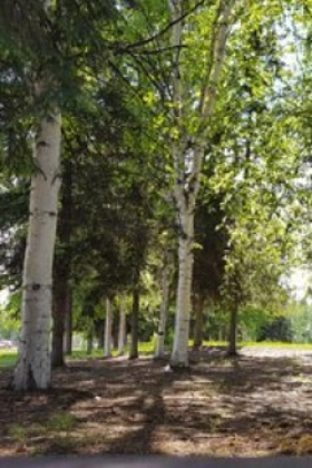 The Solutrean (2017)