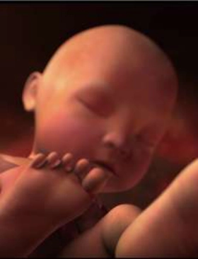 Programmed to be fat (2013)