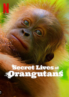 Secret Lives of Orangutans / Η Κρυφή Ζωή των Ουρακοτάγκων (2024)